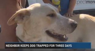 Dog trapped three days without food, water after killing neighbor’s chickens