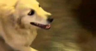 Dog tricks  Golden Retriever Grace cleans the house