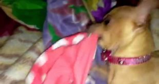 Dog tries to eat clothes