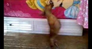 Dog try to get their food by jumping