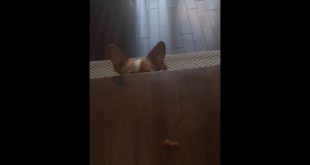 Dog Trying To Grab Food