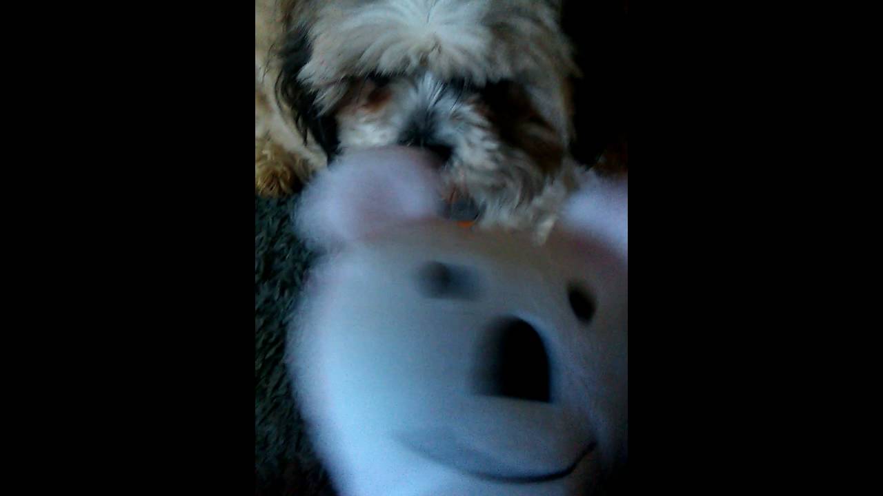 Dog vid in my house