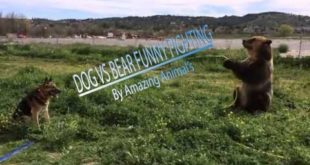 Dog vs
