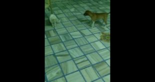 Dog vs cat in my house