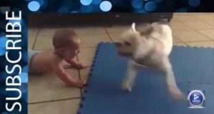 dog vs kid most funny video