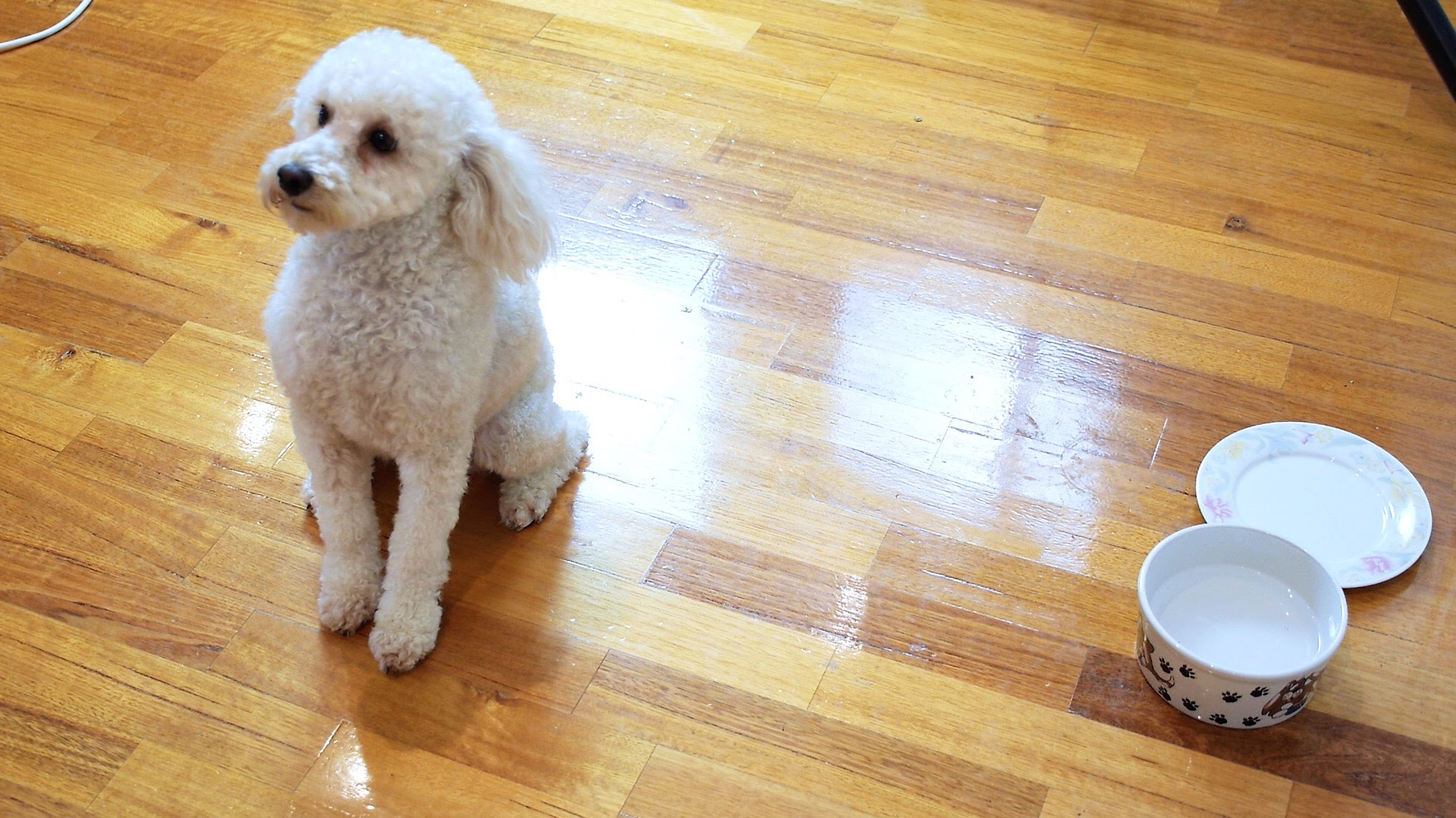 Dog waits for treat even when owner is out of the house! Must see!!