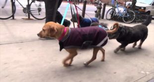 Dog Walker NYC Upper West Side – 2 Hour Group Dog Walks For Small Dogs- The K-9 Club NYC
