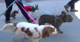 Dog Walking  NYC Chelsea- 2 Hour Group Walks For Small Dogs -The K-9 Club