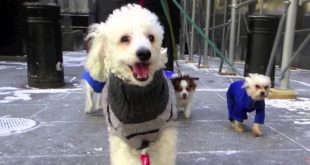 Dog Walking NYC Financial District 2 Hour Group Walks for Small Dogs The K-9 Club