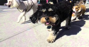Dog Walking NYC Lower East Side 2 Hour Group Walks for Small Dogs The K-9 Club