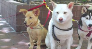 Dog Walking NYC Upper East Side  2 Hour Group Walks for Small Dogs T