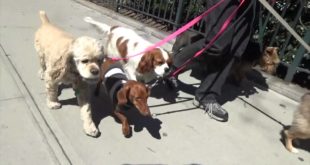 Dog Walking NYC West Village 2 Hour Group Walks for Small & Little Dogs The K-9 Club