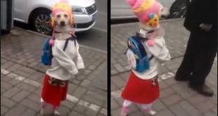 Dog Walks On Two Legs Like Little Girl | Lady Dog | Amazing HD