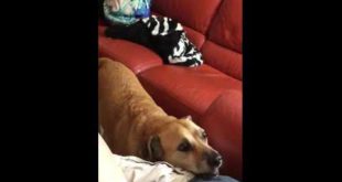 Dog wants food