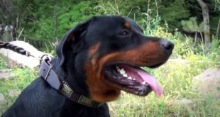 Dog warrior leather collar for Rottweiler