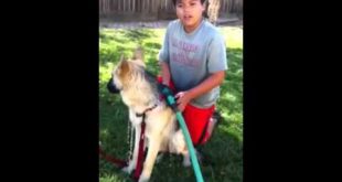 Dog Washing Collar