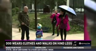 DOG WEAR CLOTHS AND WALK ON HIND LEGS – NEWS REPORT