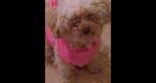 Dog wearing clothes
