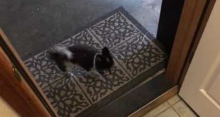 Dog wipes his paws before entering the house