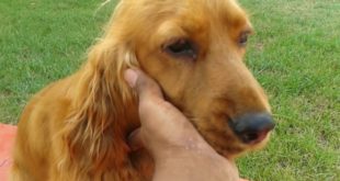 dog with a blog full episode