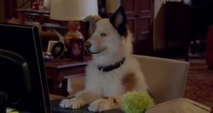 Dog with a Blog S01 Episode 1 Stan of the House