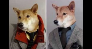 Dog Works as a Menswear Model for Famous Clothing Brands