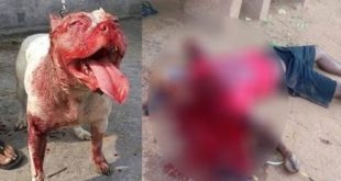 Dogs attack on humans 2016