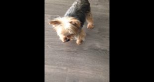 Dog’s demanding sound for food
