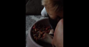 Dog’s Favorite Food, The Bone