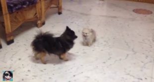 Dogs Fight