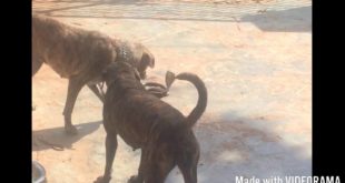 Dogs (Hounds) killing Snake