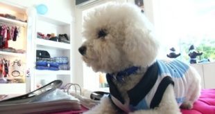 Dogs in Buenos Aires Sport Blue and White Ahead of World Cup
