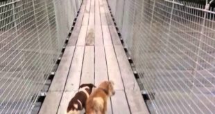 Dogs on bridge in the Philippines