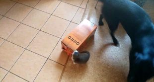 Dogs playing with small cats