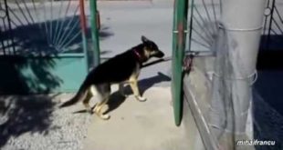 Dogs Trying To Carry Sticks Through Small Openings FAIL!   Video