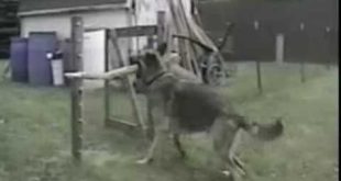 Dogs With Big Stick Vs Small Doors   Very Funny Compilation