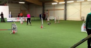 Dogs World Arena 21