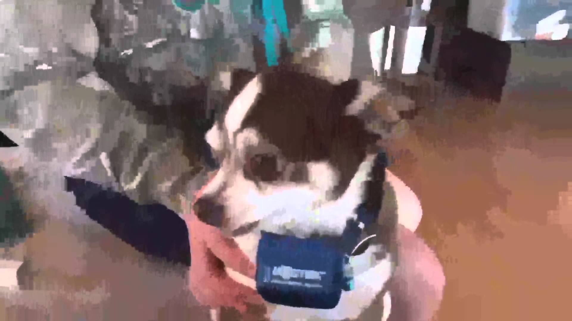 Dogtek Electronic Bark Control Dog Collar Review