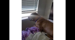 DON’T BUY BENEFUL DOG FOOD…