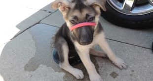 Don’t Choke your Puppy Use the SafeCalm Dog Training Collar  by Dog Whisperer BIG CHUCK MCBRIDE