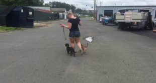 Double Off Leash Heeling! Two Small Dogs!