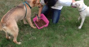 Doya has no food aggression with other dog