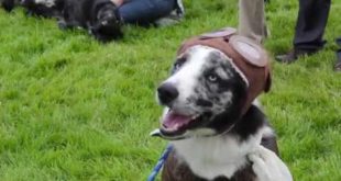 Dumfries House Dog Show 2015 with Husse Scotland