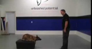 E  Collar & A Happy Dog  You be the Judge  Dog Training With A Malinois