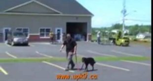 E collar Demonstration with an out of control dog