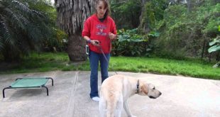 E-Collar PAGER Dog Training