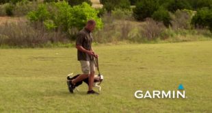 e Collar Training with Garmin – Teaching “Place,” Part 2