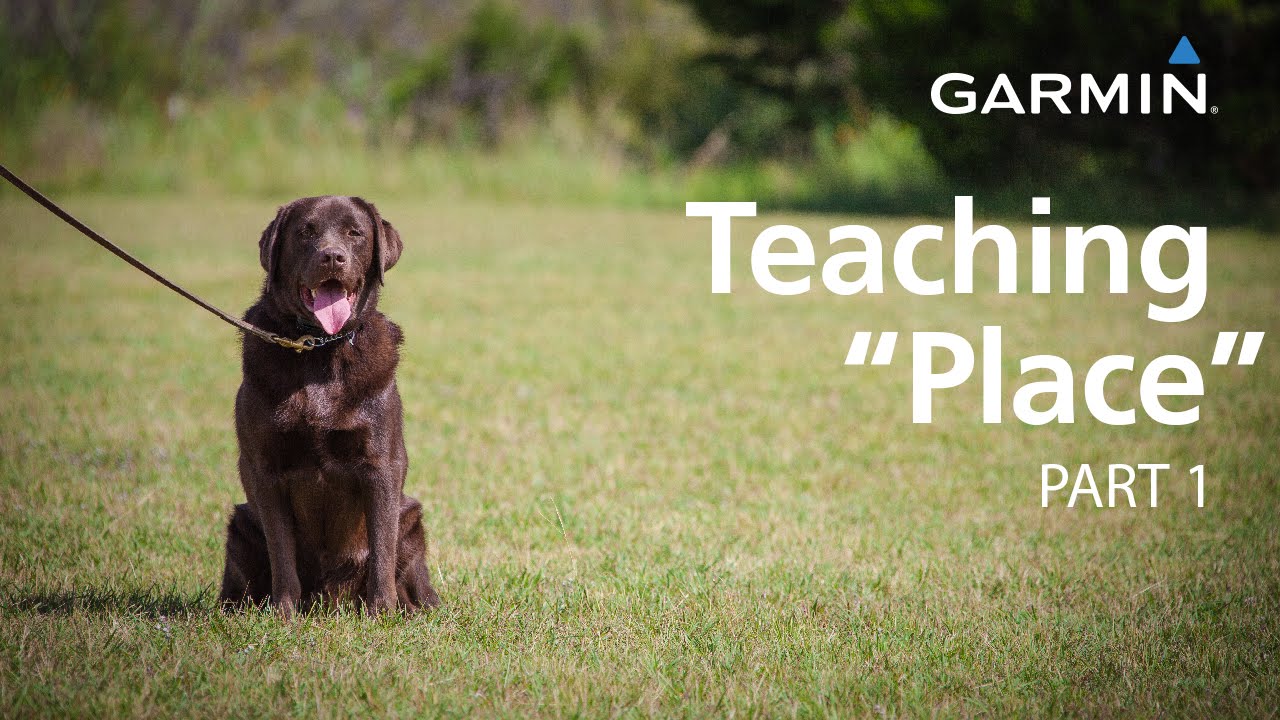 e-Collar Training with Garmin: Teaching “Place,” Part 1