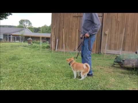 E Collar Training with Shiba Puppy   Teach dog to turn off collar