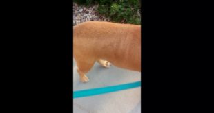 E-Collar Work – Dog Reactivity